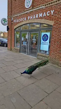 Peacock Pharmacy Travel Clinic + Ear Wax Removal